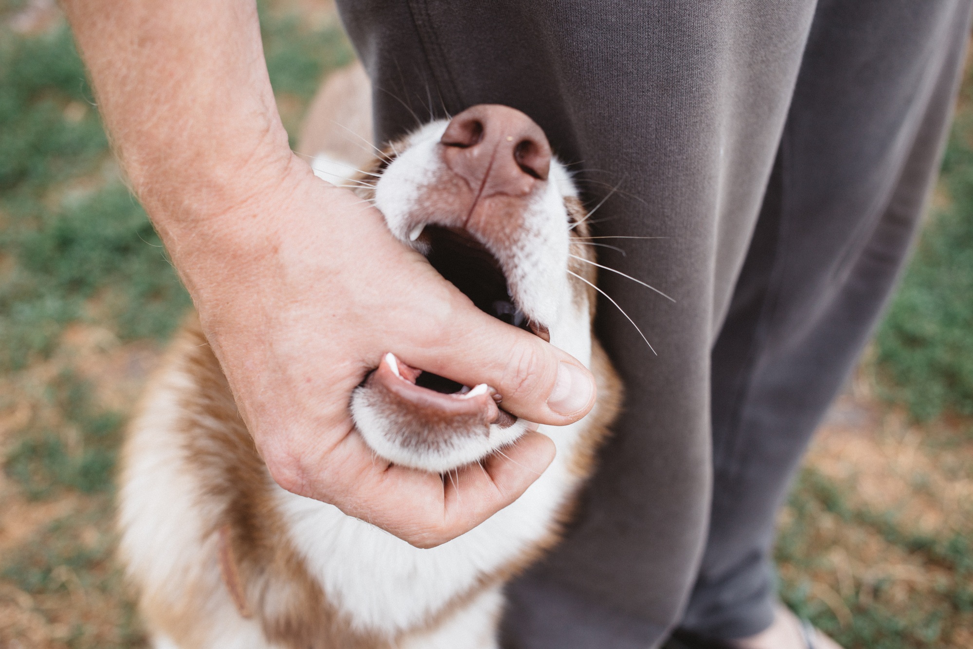 dog biting hand